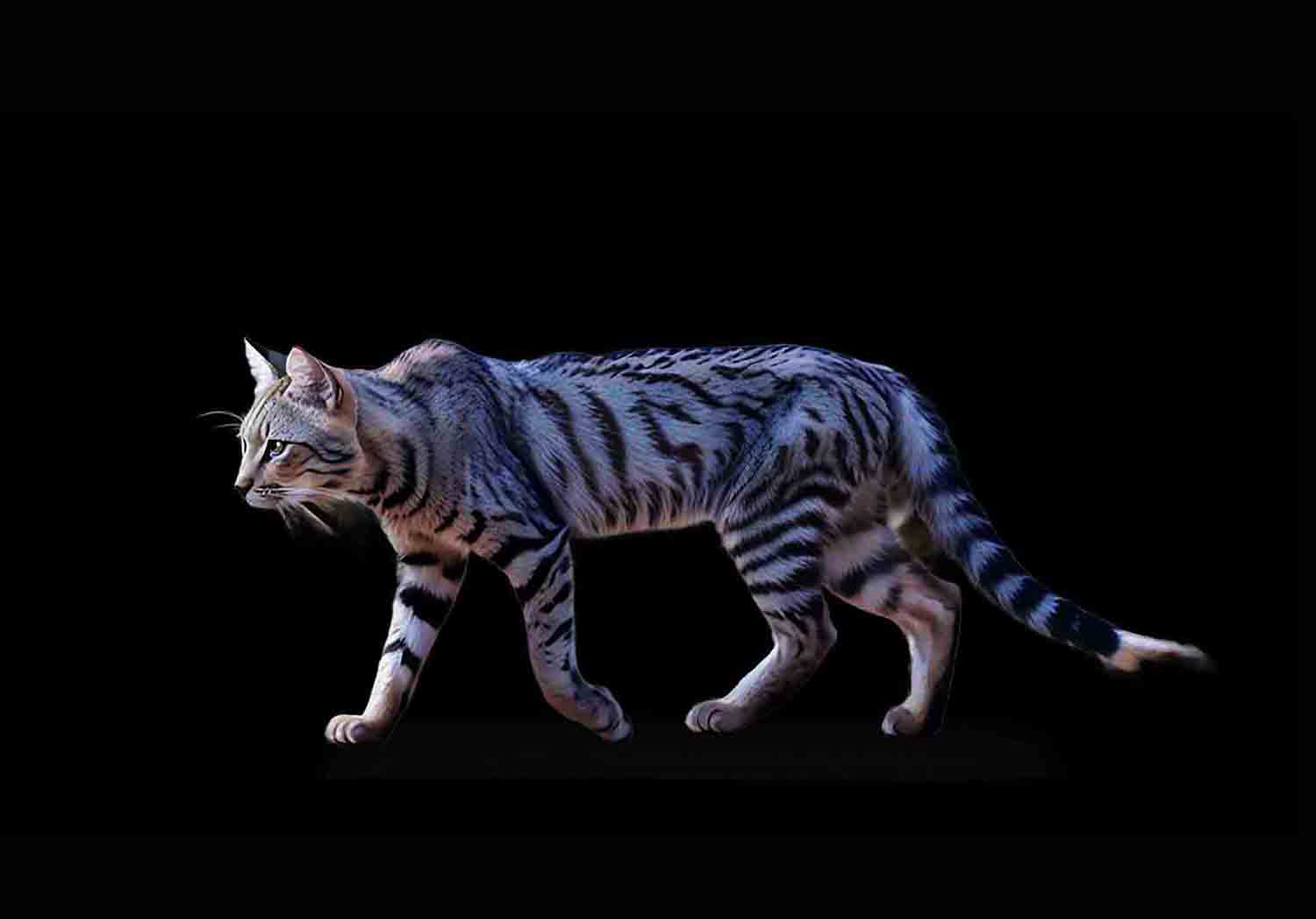 African Wildcat