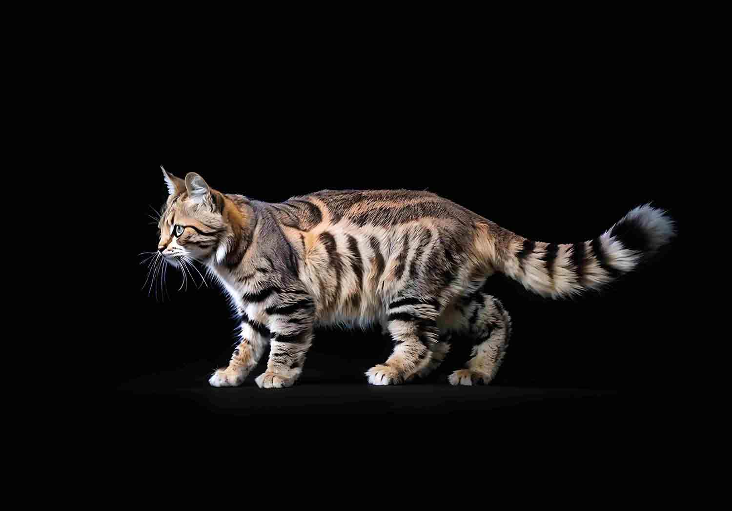 Andean Mountain Cat