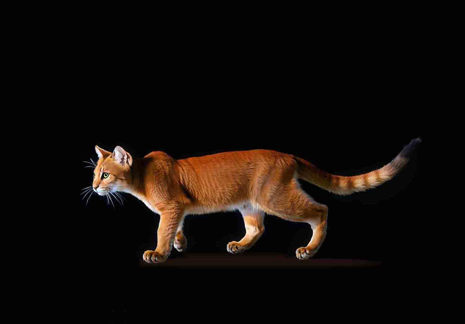 Asian Golden Cat