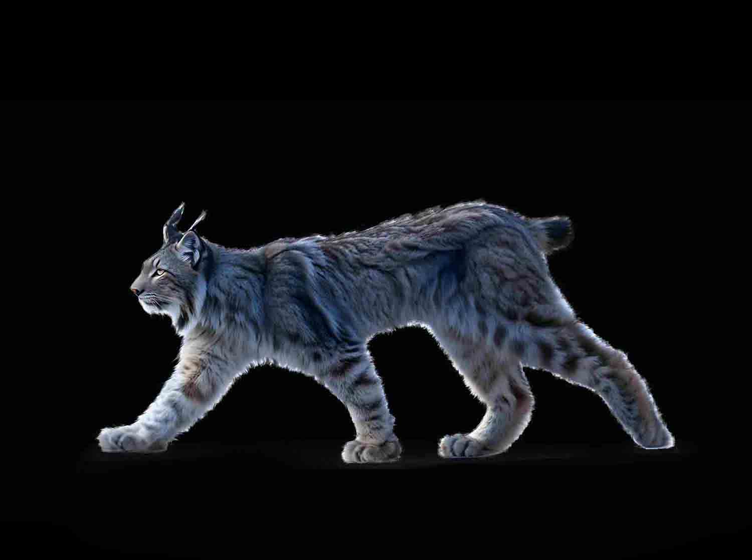 Canada Lynx