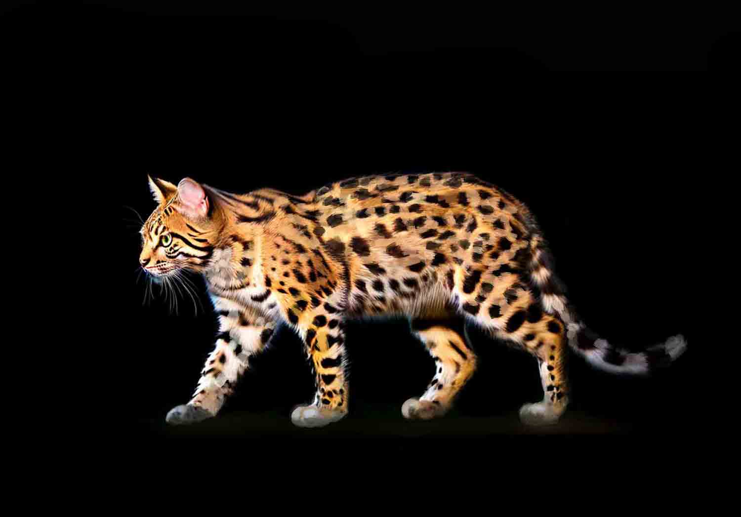 Geoffroy's Cat