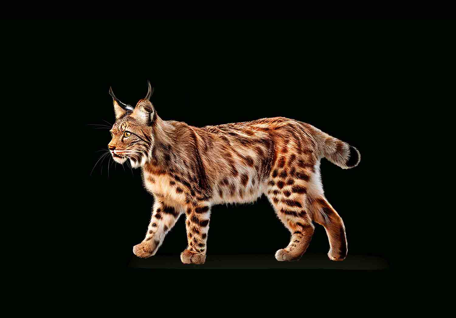 Iberian Lynx