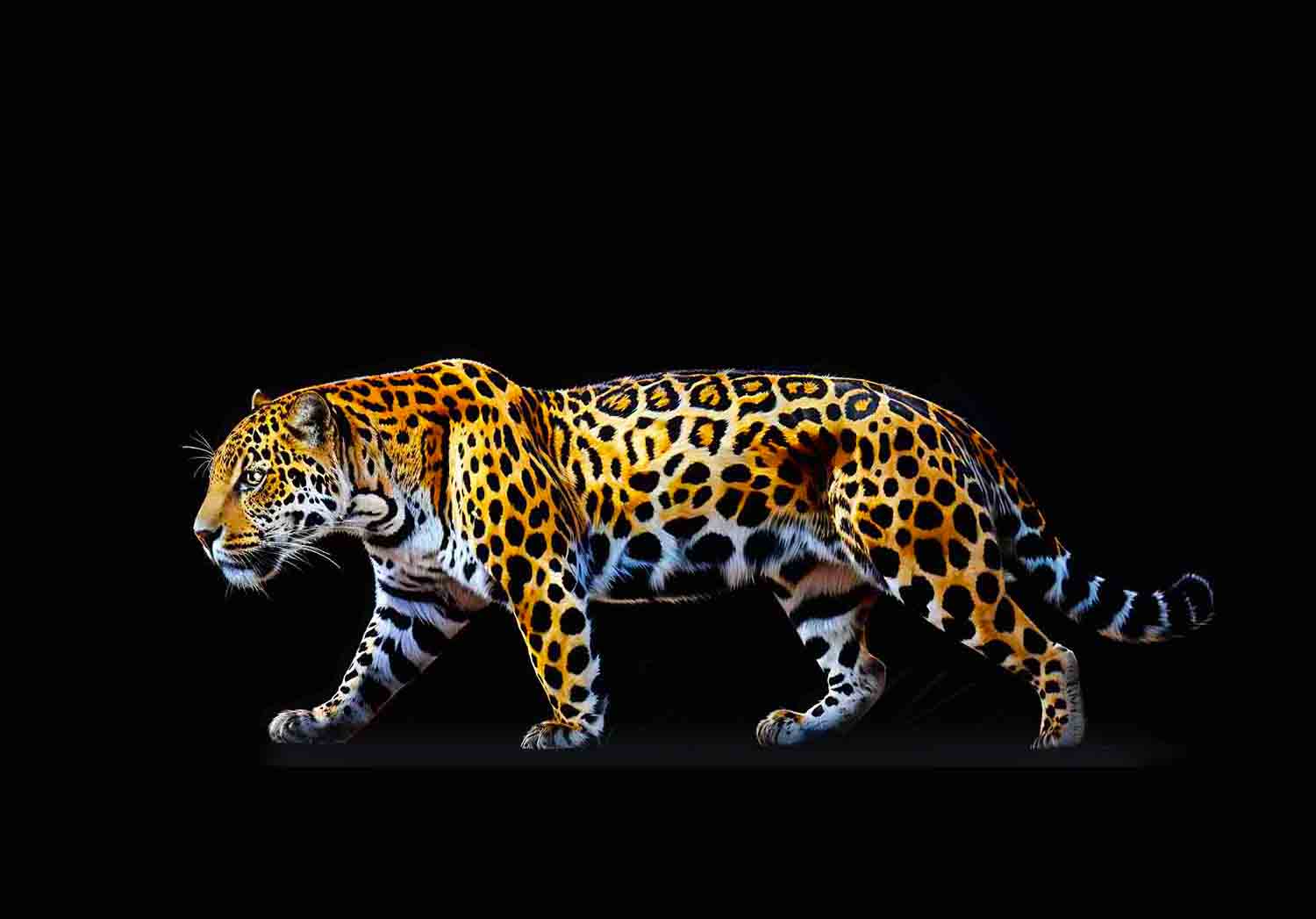 Jaguar