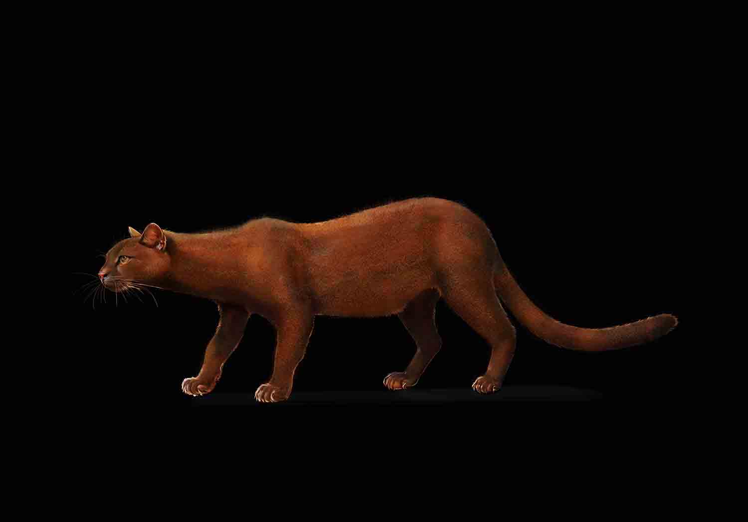 Jaguarundi