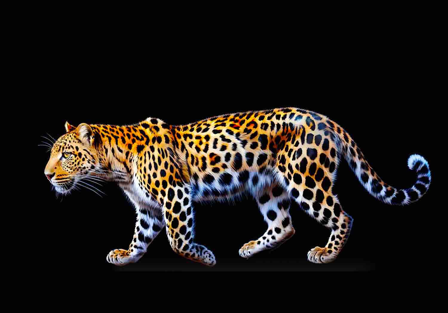 Leopard