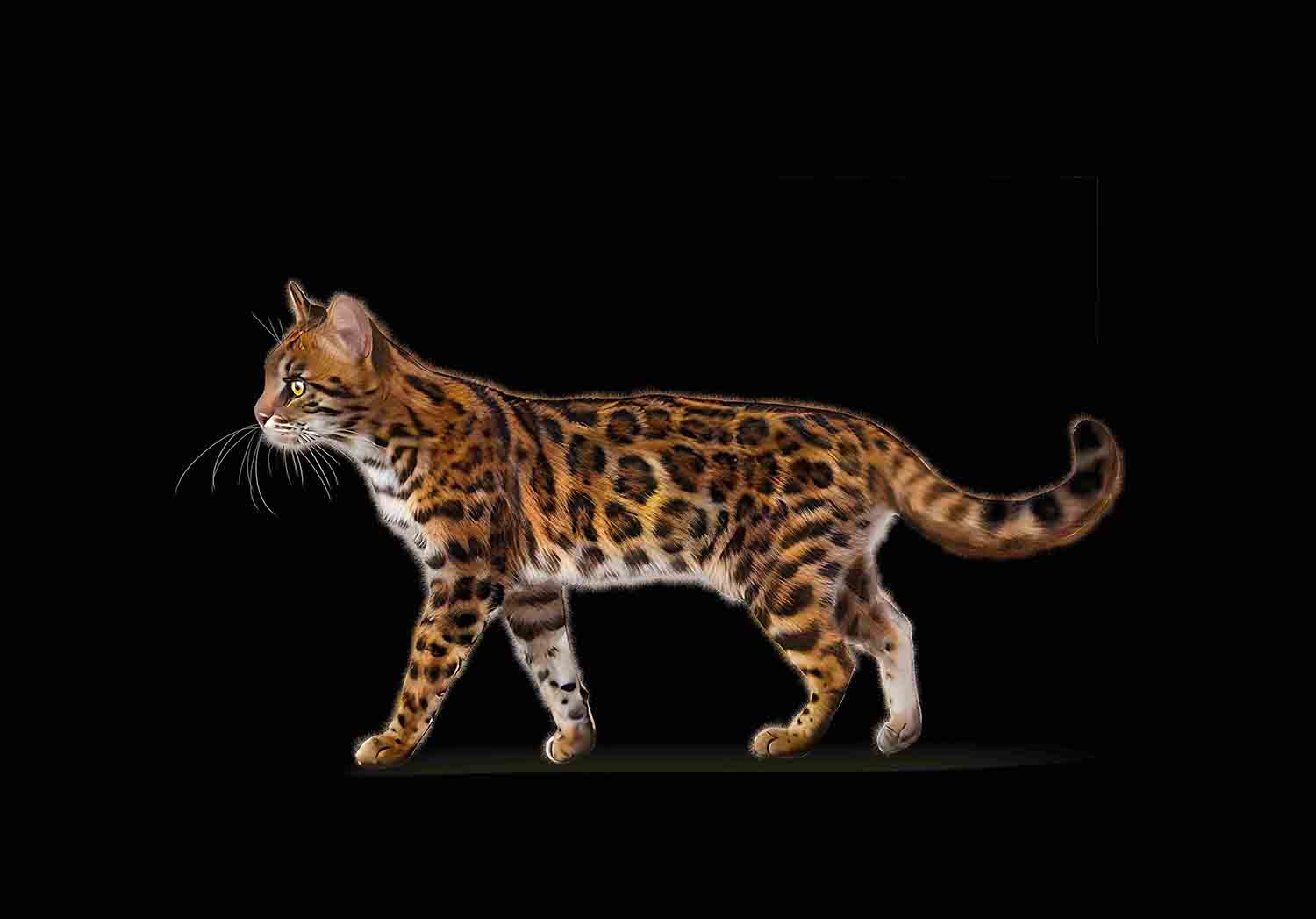 Leopard Cat