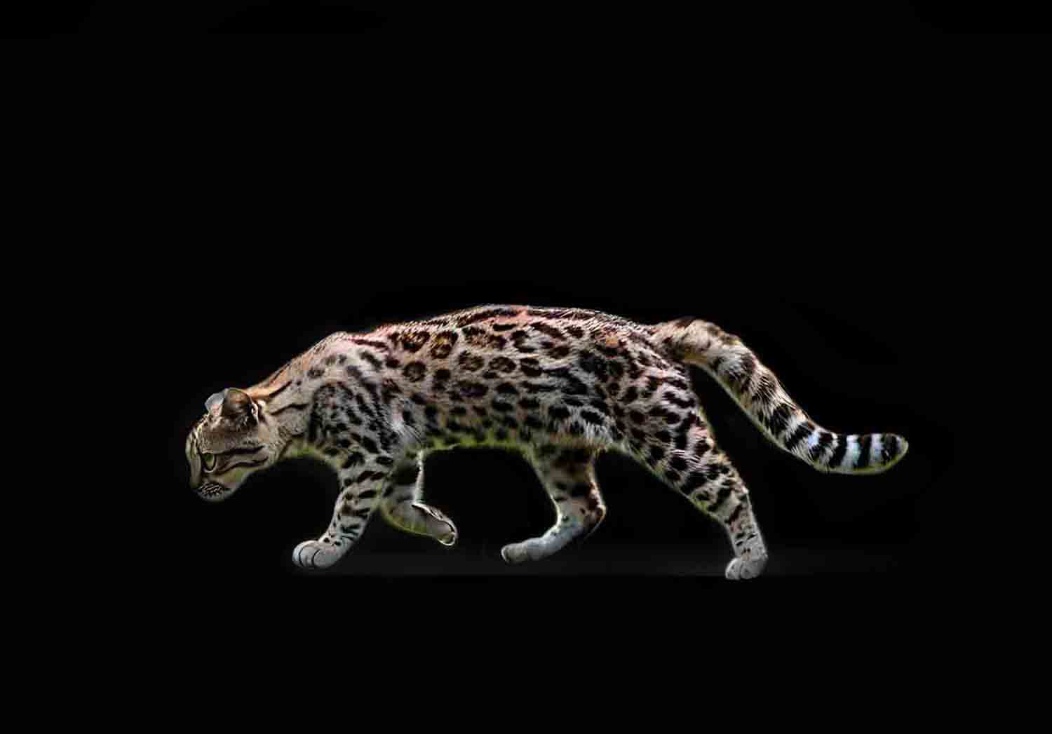 Northern Tiger Cat