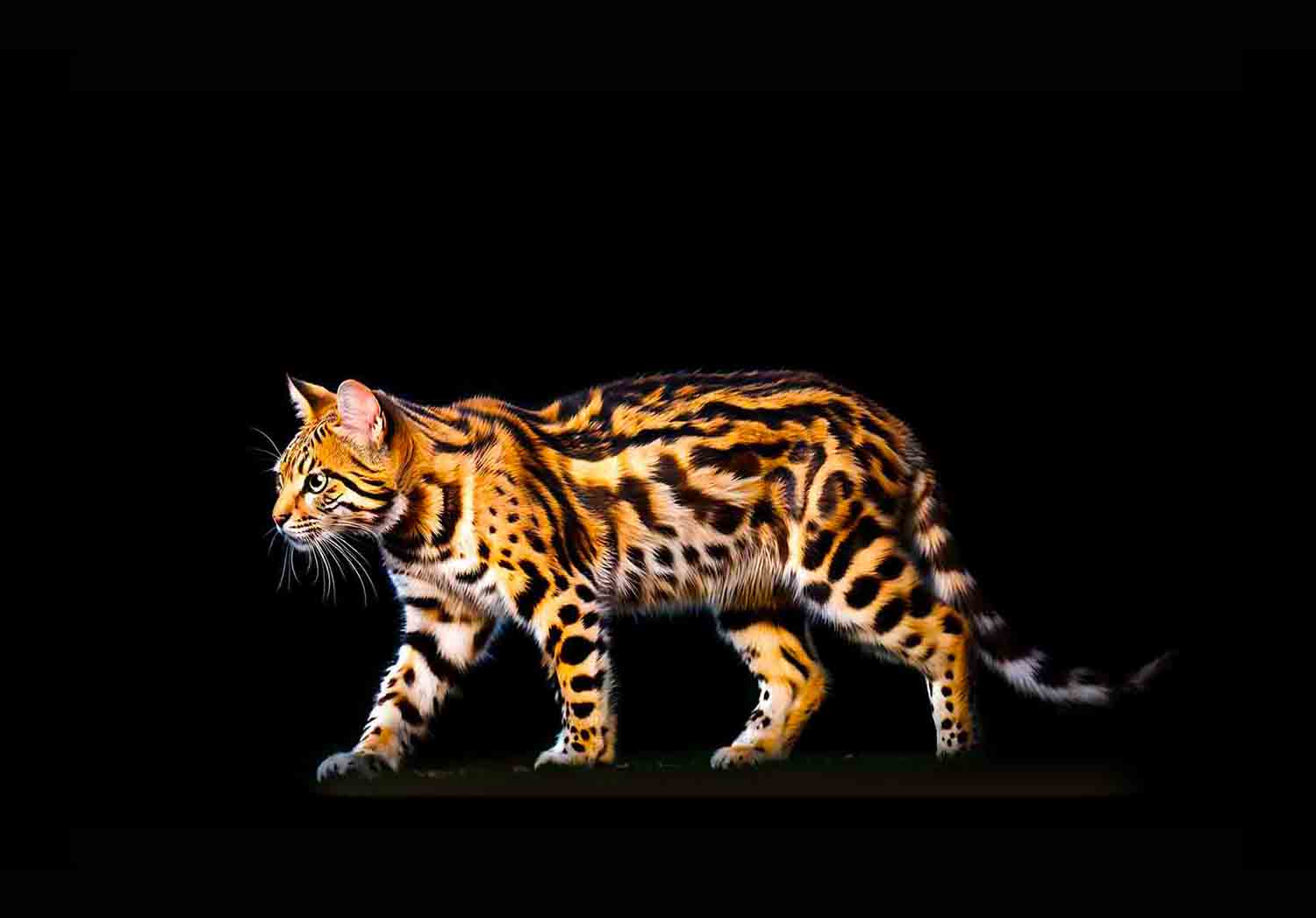 Ocelot