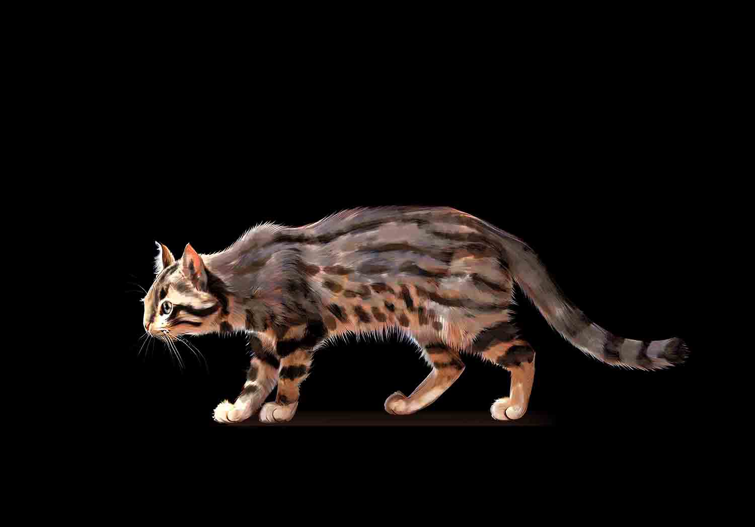 Pampas Cat