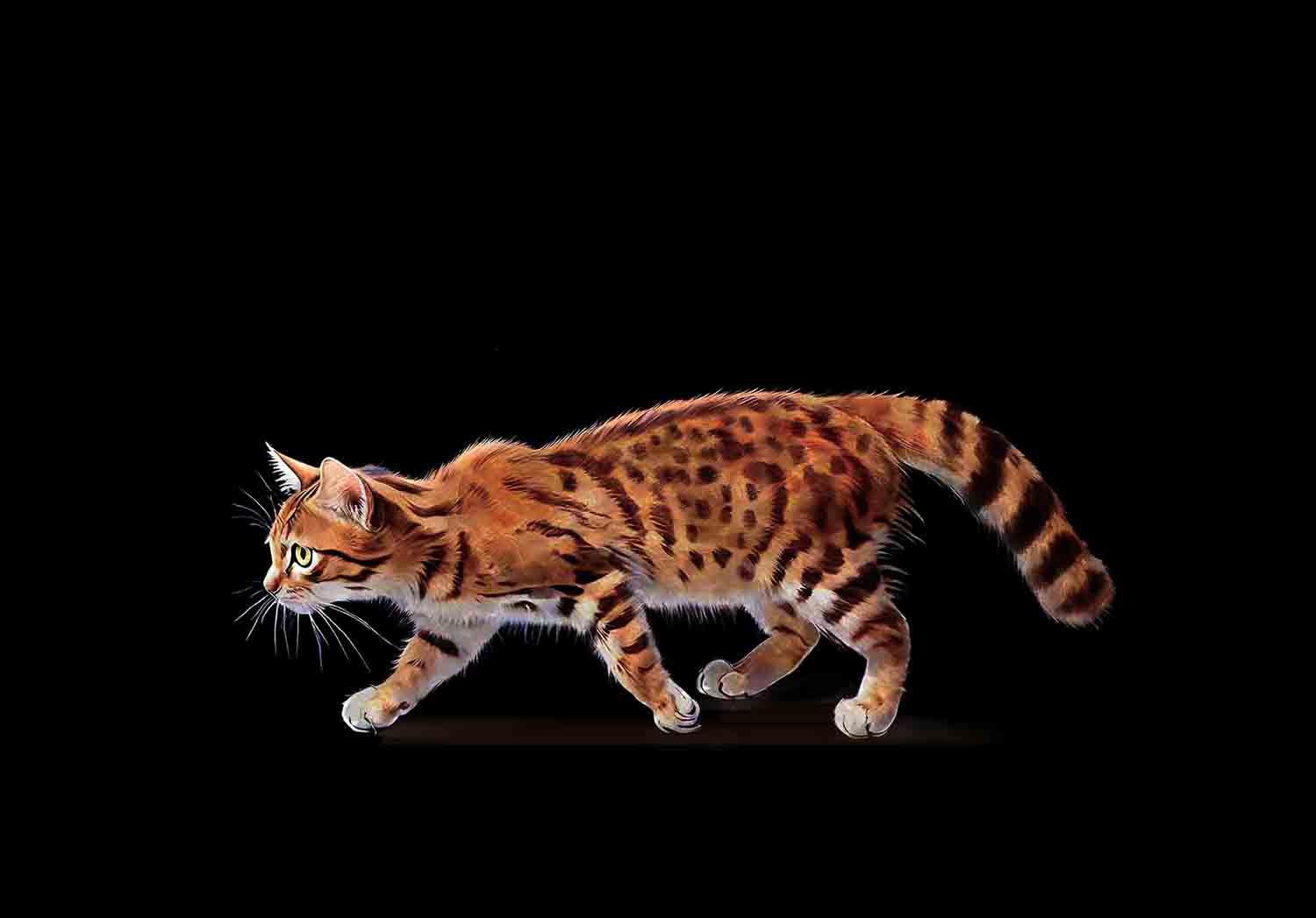 Rusty-spotted Cat
