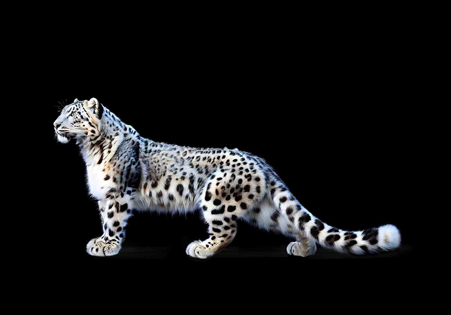 Snow Leopard