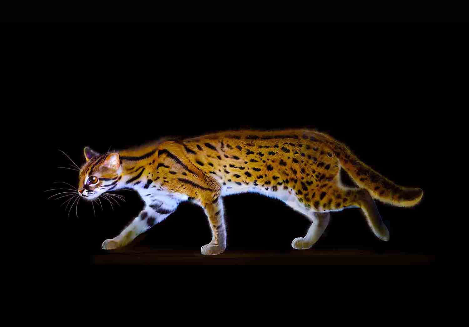 Sunda Leopard Cat